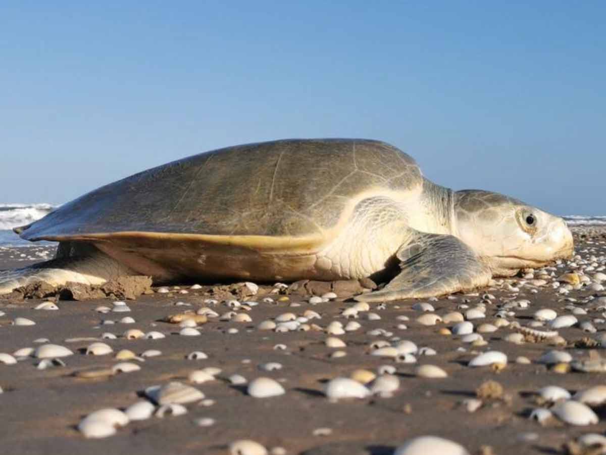 Tortuga Lora Una Lucha Ancestral En Las Arenas De Tamaulipas Pacozea