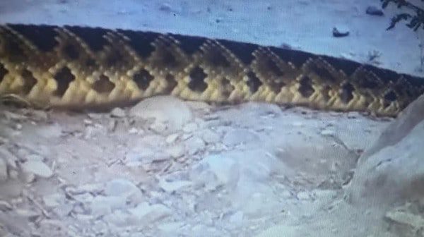 Sorprende víbora de cascabel a bañistas en río de Nuevo León