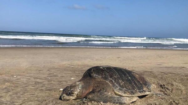 México recibe certificaciones negativas de EU por caza furtiva de tortugas