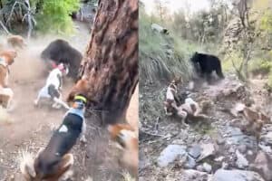 Perros acorralan a pequeño oso