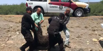 Encuentran a un oso negro muerto en una carretera de Tamaulipas