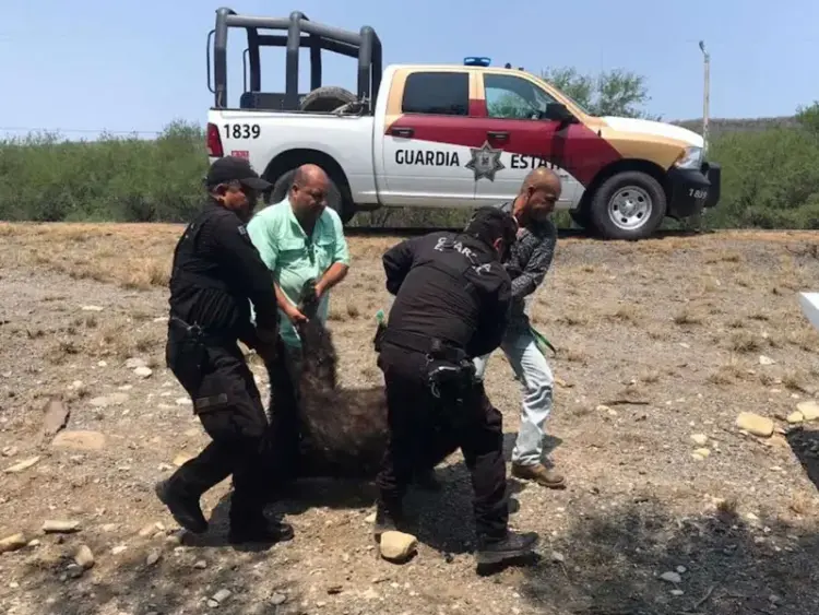 Encuentran a un oso negro muerto en una carretera de Tamaulipas