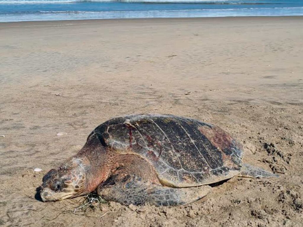 Falla operativo de protección para tortuga caguama en el Golfo de Ulloa