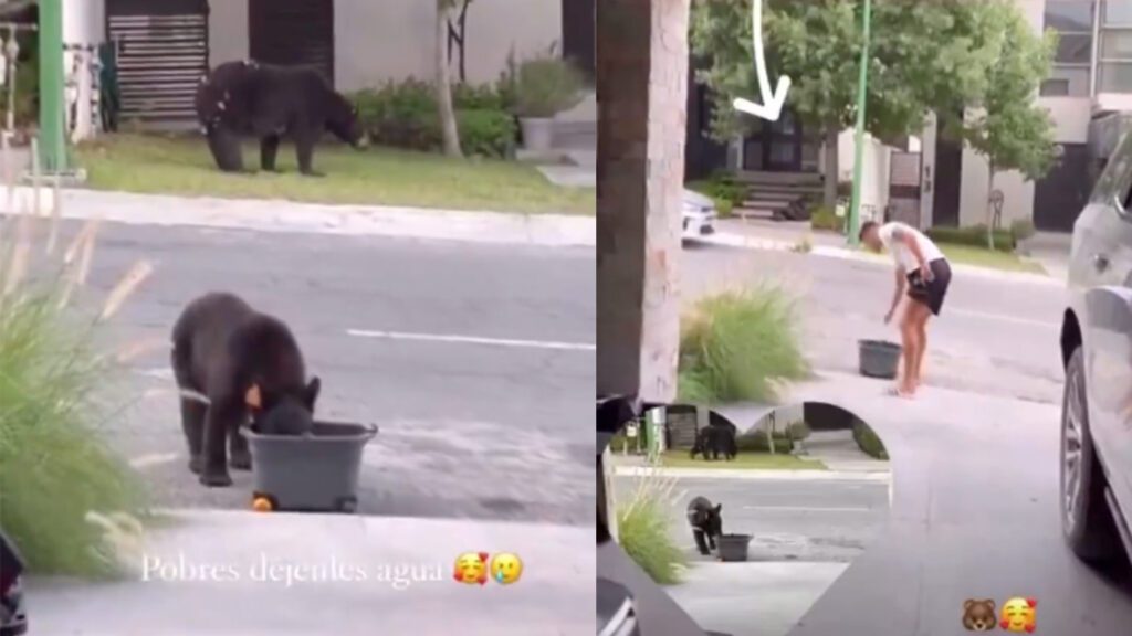 Maximiliano Meza ayuda a osos en ola de calor