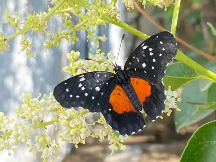 En Hidalgo, se registran avistamientos inusuales de la mariposa parche carmesí
