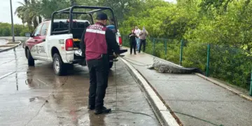 Capturan a gran cocodrilo en Tamaulipas