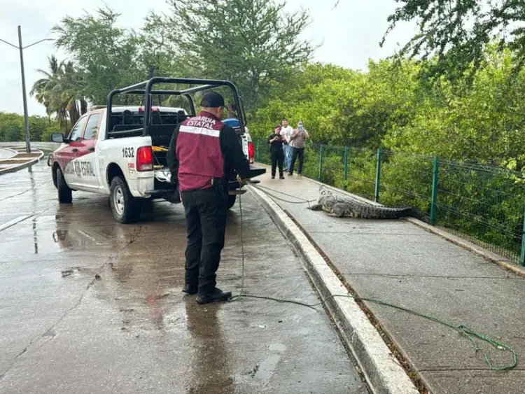 Capturan a gran cocodrilo en Tamaulipas