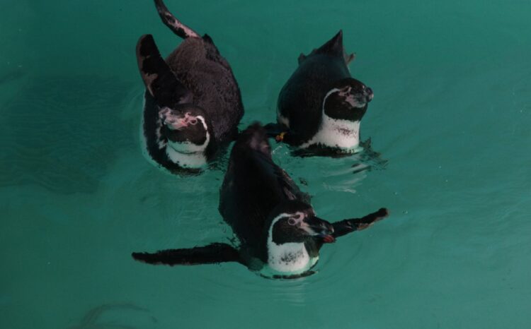 Desde Japón, llegan Pingüinos Humboldt a Chapultepec