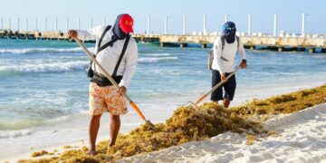 Solidaridad mantiene playas atractivas en plena temporada de sargazo