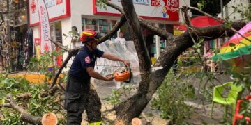 Se exhorta a la ciudadanía reportar árboles en riesgo