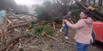 Cae árbol en la carretera México-Cuernavaca