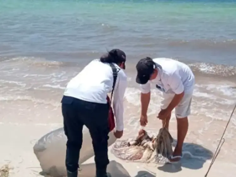 Detienen a sujeto con 20 kilos de Pulpo maya en Yucatán