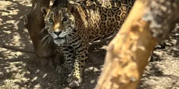 Encuentran a Jaguar encerrado en una casa en Sinaloa