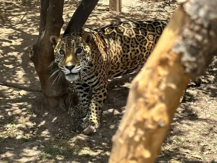 Encuentran a Jaguar encerrado en una casa en Sinaloa