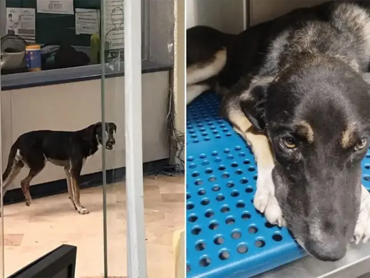 Piden ayuda para Bernie, el perrito herido que llegó al IMSS