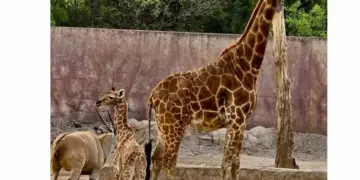 Cría de jirafa del Zoológico de San Juan de Aragón, recibe el nombre de 'Tafari'