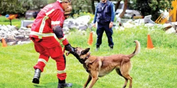 Entrenan a perros rescatistas en la UNAM