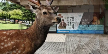 Aumentan los ataques de ciervos en el Parque de Nara, Japón