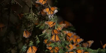 Ya puedes visitar los santuarios de mariposas en Edomex y Michoacán