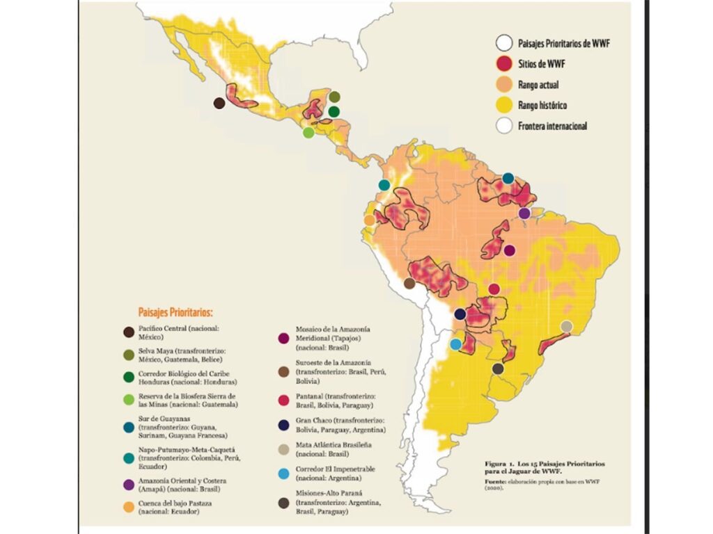 México, uno de los países de LATAM con menor protección de paisajes prioritarios del jaguar: WWF